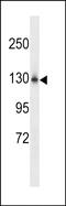 NCK Associated Protein 1 Like antibody, PA5-48958, Invitrogen Antibodies, Western Blot image 