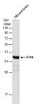 CRK Like Proto-Oncogene, Adaptor Protein antibody, PA5-28622, Invitrogen Antibodies, Western Blot image 