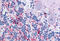 2',3'-Cyclic Nucleotide 3' Phosphodiesterase antibody, MBS247777, MyBioSource, Immunohistochemistry paraffin image 