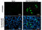 Zinc Finger Protein 703 antibody, GTX628896, GeneTex, Immunocytochemistry image 