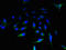 Abhydrolase Domain Containing 14A antibody, orb353751, Biorbyt, Immunofluorescence image 
