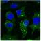 CD63 Molecule antibody, orb11597, Biorbyt, Immunofluorescence image 