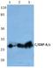 CCAAT Enhancer Binding Protein Epsilon antibody, AP06699PU-N, Origene, Western Blot image 