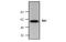 Akt antibody, MBS835040, MyBioSource, Western Blot image 
