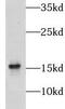 NADH:Ubiquinone Oxidoreductase Subunit A13 antibody, FNab03649, FineTest, Western Blot image 