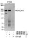 Dedicator Of Cytokinesis 11 antibody, NB100-81662, Novus Biologicals, Immunoprecipitation image 