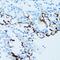 Cathepsin E antibody, GTX33064, GeneTex, Immunohistochemistry paraffin image 