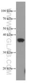Homeobox protein SIX2 antibody, 66347-1-Ig, Proteintech Group, Western Blot image 