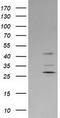 SERPINB2 antibody, LS-C173572, Lifespan Biosciences, Western Blot image 
