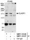 Cytoplasmic Linker Associated Protein 1 antibody, NBP1-19126, Novus Biologicals, Immunoprecipitation image 