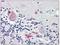 Noggin antibody, AP08597PU-N, Origene, Immunohistochemistry frozen image 
