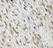 Deoxycytidine kinase antibody, FNab02265, FineTest, Immunohistochemistry frozen image 