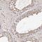 Cell division cycle protein 123 homolog antibody, HPA037830, Atlas Antibodies, Immunohistochemistry frozen image 