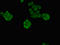 PR/SET Domain 16 antibody, LS-C682233, Lifespan Biosciences, Immunofluorescence image 