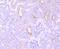 Metabotropic Glutamate Receptor 1a antibody, NBP2-66945, Novus Biologicals, Immunohistochemistry paraffin image 