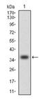 C-C Motif Chemokine Ligand 2 antibody, AM06749PU-N, Origene, Western Blot image 