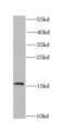 Chromatin Accessibility Complex Subunit 1 antibody, FNab01672, FineTest, Western Blot image 