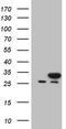 Nudix Hydrolase 21 antibody, TA806733S, Origene, Western Blot image 