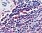 Attractin antibody, 48-354, ProSci, Immunohistochemistry frozen image 