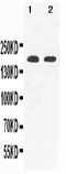 Versican antibody, PA1755, Boster Biological Technology, Western Blot image 
