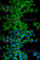 Diablo homolog, mitochondrial antibody, A2564, ABclonal Technology, Immunofluorescence image 
