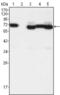 Pan antibody, abx010676, Abbexa, Enzyme Linked Immunosorbent Assay image 