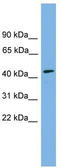 Protein Dom3Z antibody, TA340066, Origene, Western Blot image 