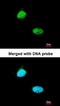 Homeobox Containing 1 antibody, orb73742, Biorbyt, Immunofluorescence image 