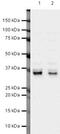 Tumor Protein P53 Inducible Protein 3 antibody, PA5-19795, Invitrogen Antibodies, Western Blot image 