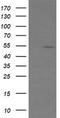 ETS Transcription Factor ERG antibody, LS-C174666, Lifespan Biosciences, Western Blot image 