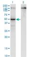 Par-6 Family Cell Polarity Regulator Beta antibody, H00084612-M01, Novus Biologicals, Western Blot image 