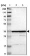 Mitochondrial Ribosomal Protein L2 antibody, PA5-52436, Invitrogen Antibodies, Western Blot image 