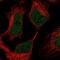 HLP antibody, PA5-62520, Invitrogen Antibodies, Immunofluorescence image 