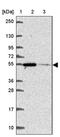 Zinc Finger Protein 548 antibody, PA5-64259, Invitrogen Antibodies, Western Blot image 