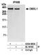 Dmx Like 1 antibody, A304-685A, Bethyl Labs, Immunoprecipitation image 