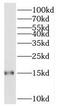 RNA Polymerase II Subunit I antibody, FNab06625, FineTest, Western Blot image 