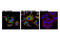 Protein CYR61 antibody, 14479S, Cell Signaling Technology, Immunocytochemistry image 