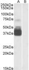 P2X purinoceptor 7 antibody, orb20291, Biorbyt, Western Blot image 