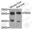 Flavin Containing Dimethylaniline Monoxygenase 5 antibody, A7673, ABclonal Technology, Western Blot image 
