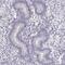 Coiled-Coil Domain Containing 136 antibody, PA5-67138, Invitrogen Antibodies, Immunohistochemistry frozen image 