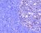Glutaminase antibody, NBP2-67683, Novus Biologicals, Immunohistochemistry paraffin image 
