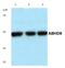 Abhydrolase Domain Containing 8 antibody, PA5-75386, Invitrogen Antibodies, Western Blot image 