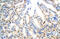 E2F Transcription Factor 7 antibody, ARP37583_P050, Aviva Systems Biology, Immunohistochemistry frozen image 
