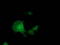 Alcohol Dehydrogenase 1B (Class I), Beta Polypeptide antibody, TA502775, Origene, Immunofluorescence image 