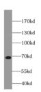 NUMBL antibody, FNab05918, FineTest, Western Blot image 