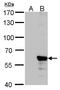Influenza virus antibody, GTX629883, GeneTex, Western Blot image 