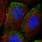 Methionyl Aminopeptidase Type 1D, Mitochondrial antibody, HPA030299, Atlas Antibodies, Immunofluorescence image 