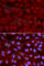 Bridging Integrator 1 antibody, A1792, ABclonal Technology, Immunofluorescence image 