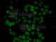 Fibroblast Growth Factor 14 antibody, A6588, ABclonal Technology, Immunofluorescence image 