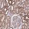 Nudix Hydrolase 21 antibody, HPA019863, Atlas Antibodies, Immunohistochemistry frozen image 
